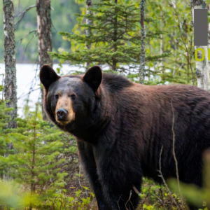 Ontario Drive in Bear Hunt